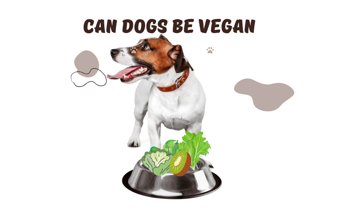 Animalspet8's tweet image. Can Dogs Be Vegan
t.ly/Ubib