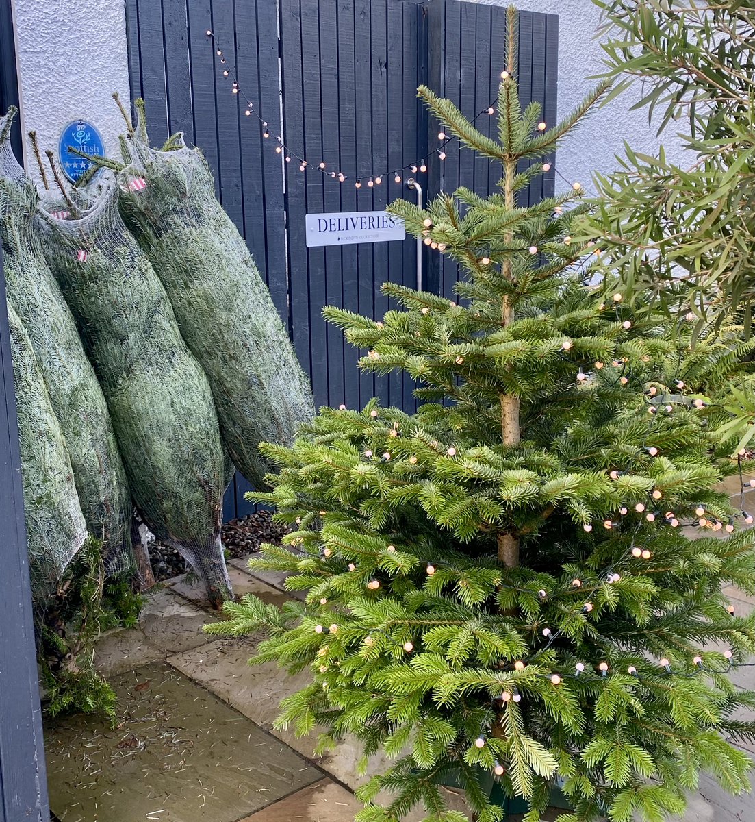 This year we started selling Christmas trees from Nick’s PoM.  We have ordered way too many, and rather than let them waste, we are giving them away FREE to good homes. They are proper 6’ Nordmans normally £50! Do you know someone who could benefit?
On site from 10am tomorrow.