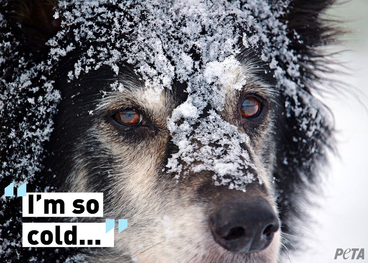 peta's tweet photo. @EmilyWahls Lifesaving tips for keeping animals safe during freezing temperatures: never leave them outside—keep them with you! ❄ More: https://t.co/yy2i5slzvD #ColdBlue #BlizzardWarning https://t.co/wcXMLYeC7H