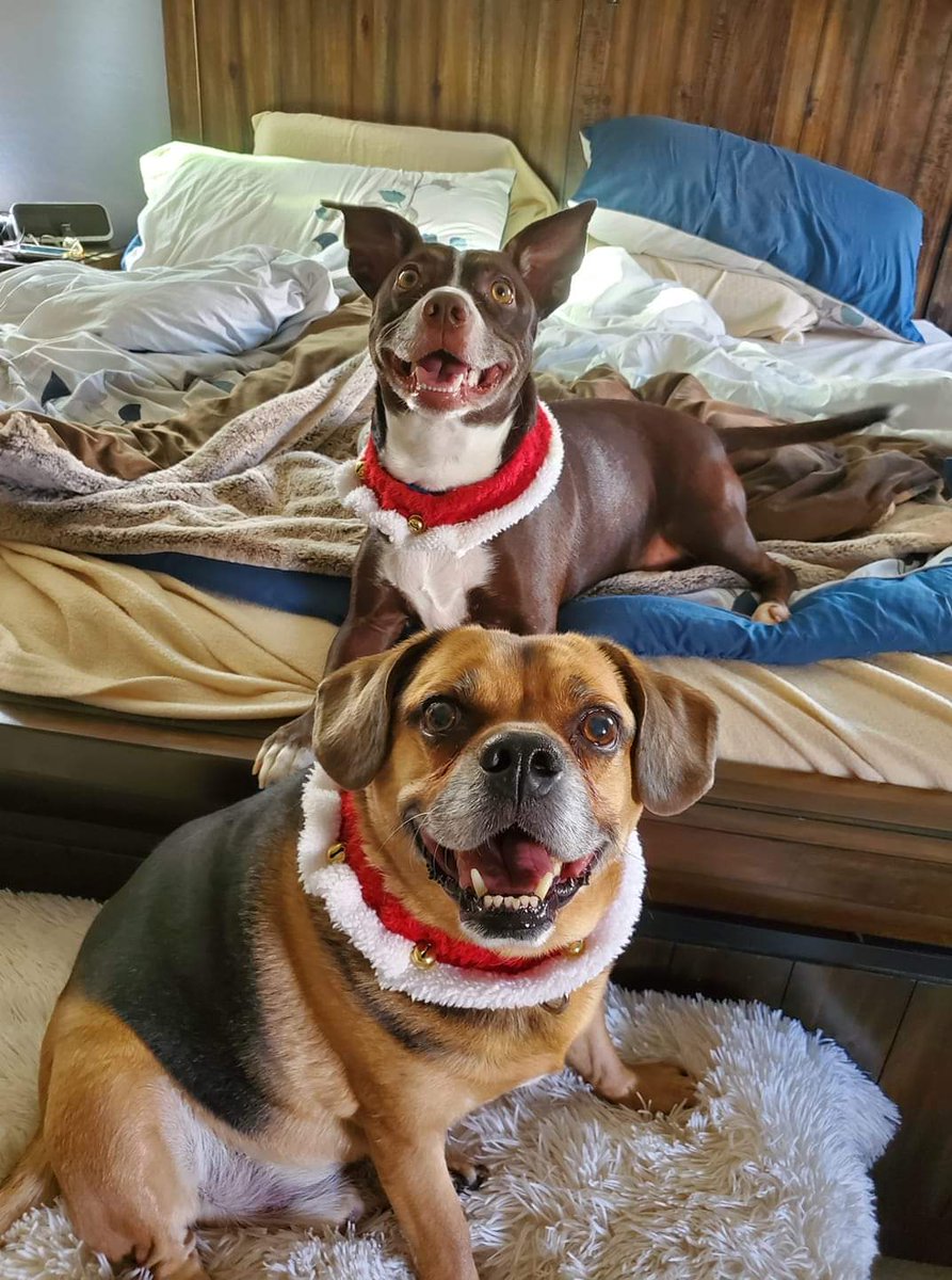 considernoodles's tweet photo. Happy boys! Happy Christmas! #dogsoftwitter #christmasdogs #ondasher #onprancer #ongarth #onloki https://t.co/7efAf7XCQB