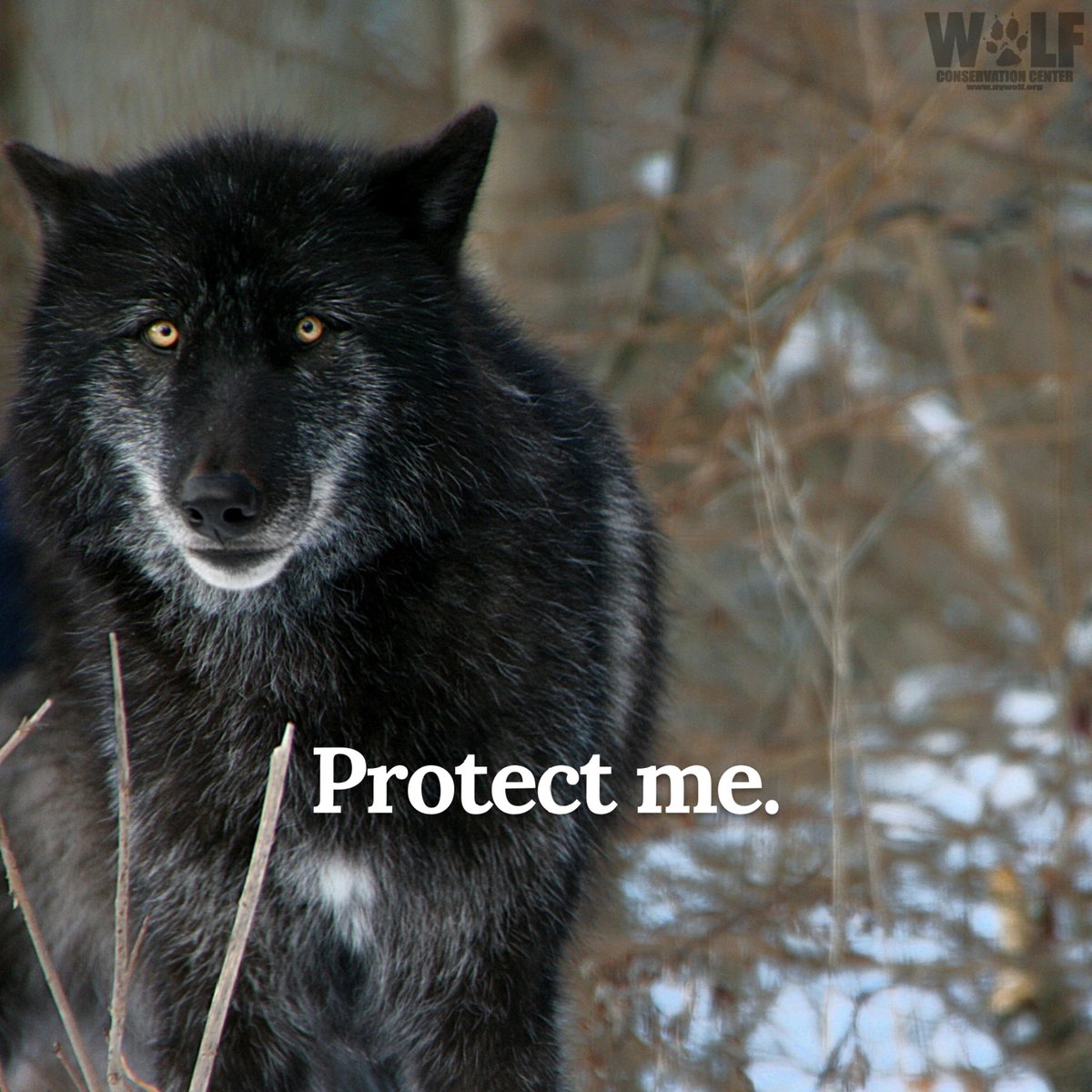 nywolforg's tweet photo. 95 wolves have been killed so far in MT's controversial hunt.
These wolves, so carelessly slaughtered for fun, have immense value to their families + ecosystems.

Call on the @Interior to immediately enact an emergency listing of wolves in the N. Rockies→ https://t.co/ioDuOVQEck https://t.co/38OqzeO5dZ