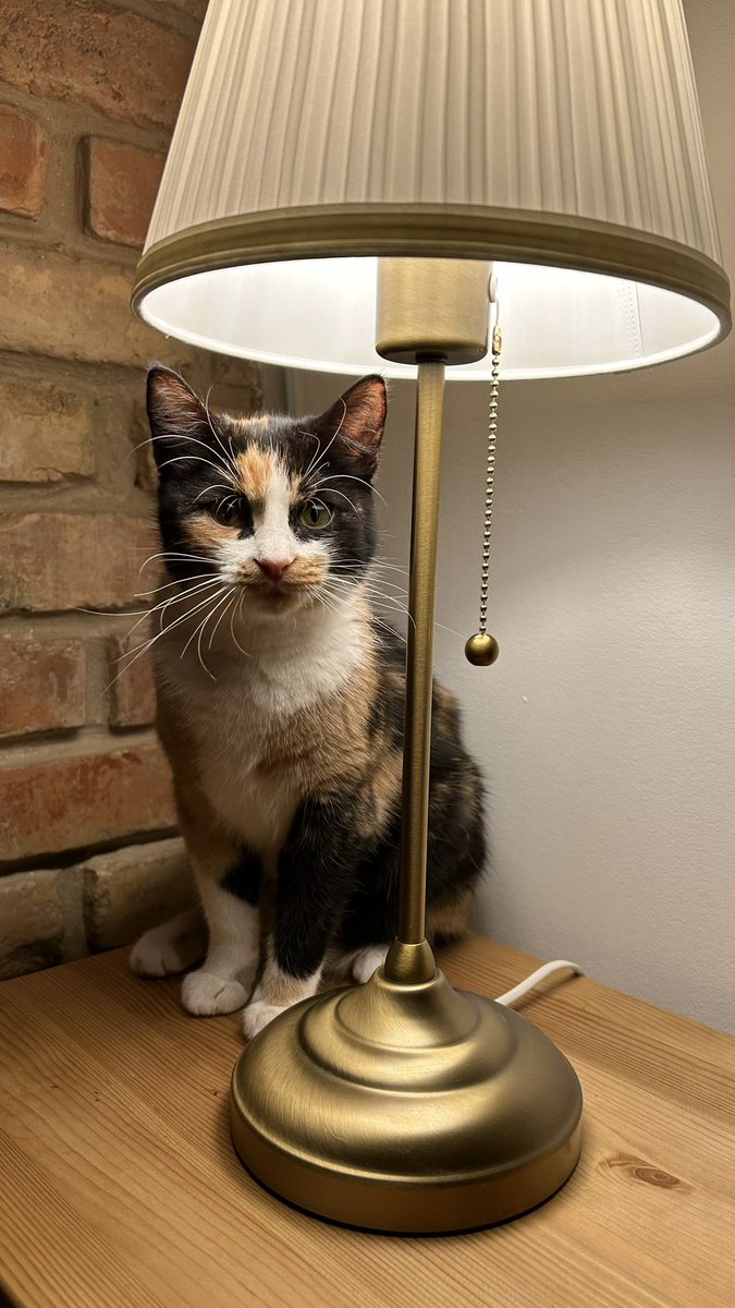 pitti 🐶🐶 🐱💻 🍺 tweet media