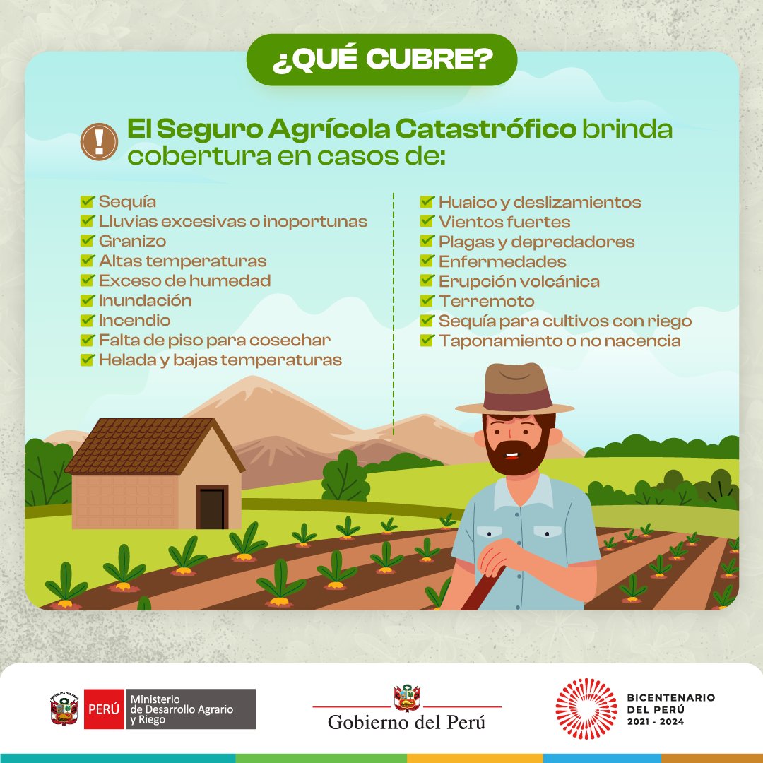 midagriperu's tweet image. ¿Conoces la cobertura del Seguro Agrícola Catastrófico? 🌦
Se trata de un seguro gratuito, financiado al 100% por el Estado, para atender y proteger los cultivos de los pequeños productores ante la presencia de fenómenos naturales en el país.