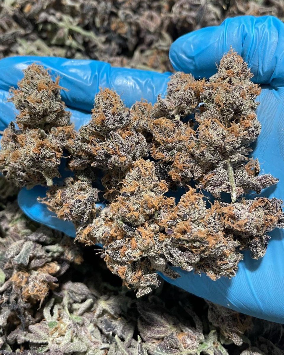 Star_Buds_OK's tweet photo. RUNTZ from Heritage Cultivation Company. Come swing by our stores. https://t.co/wZ0wB62j5F
