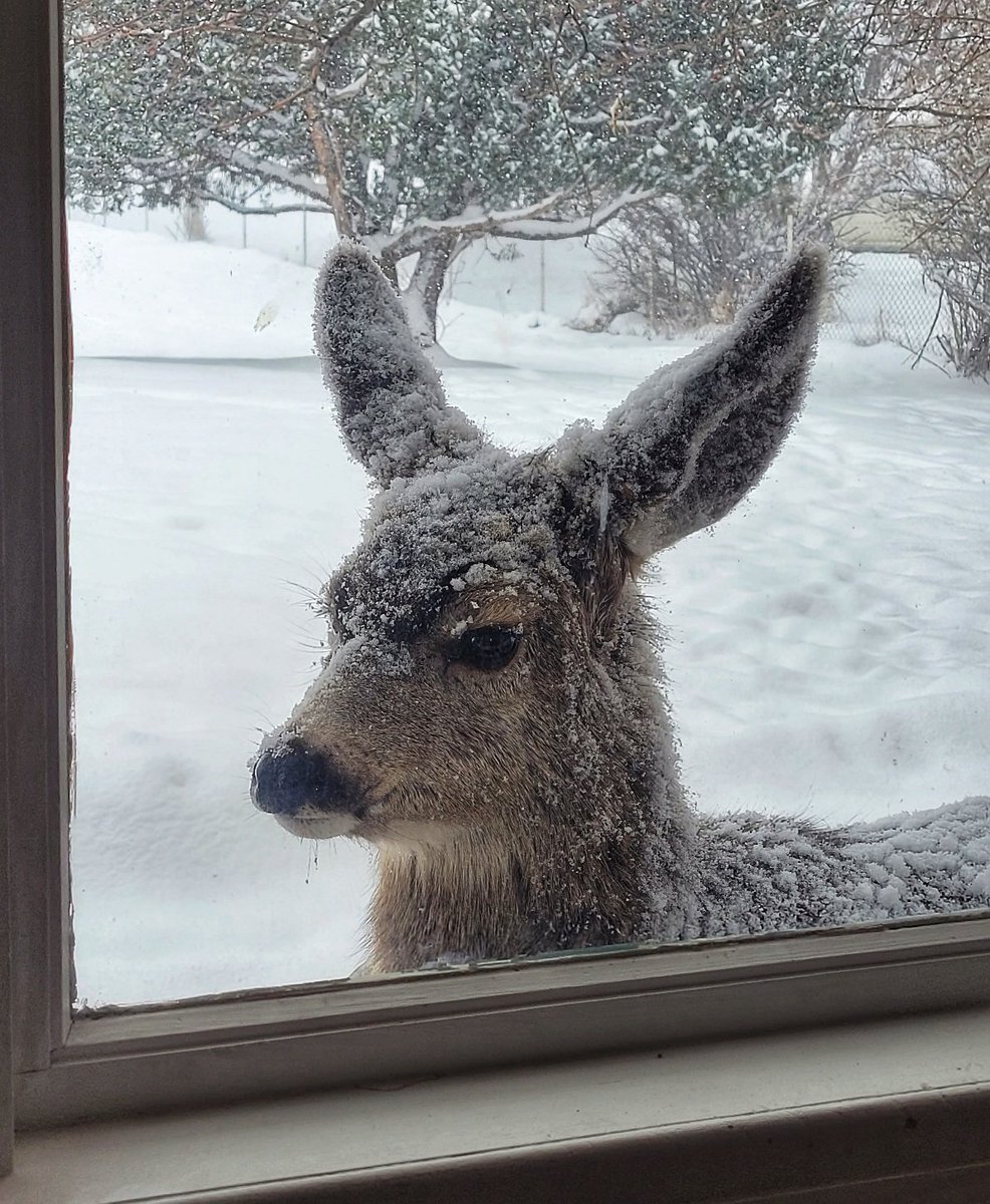 kcowyo's tweet image. I think she wants to come inside.. #Wyoming #wywx #coldAF #County10