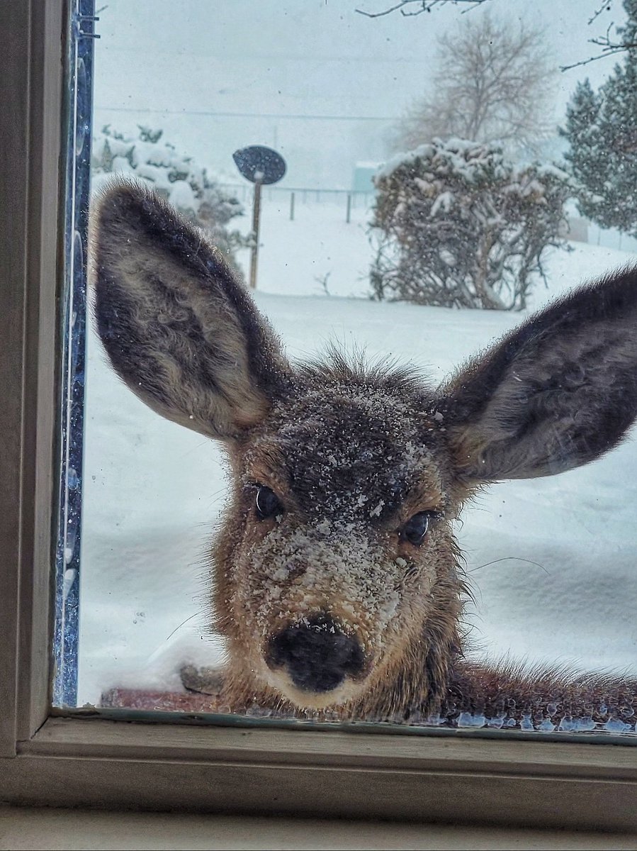 kcowyo's tweet image. I think she wants to come inside.. #Wyoming #wywx #coldAF #County10