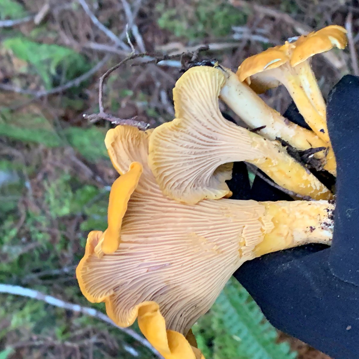 How does a public timber sale turn into local lumber and local jobs? Learn about a recent trip into <a href="/ORDeptForestry/">Oregon Forestry</a>'s Tillamook State Forest with our forester, Dave Kunert: "Cruising for Timber…and Dinner" rb.gy/500cjh