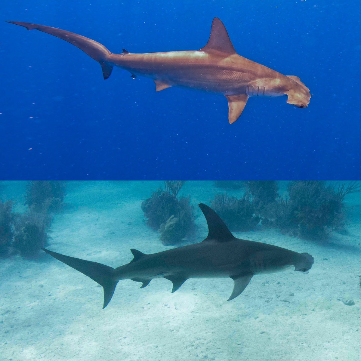 savingtheblue's tweet photo. Two large species of #hammerhead but how do you tell them apart? One of the best ways to identify shark species is through their fins, whether that’s the placement, size, shape, or lack of certain fins.
Scalloped Hammerhead (top) 
Great Hammerhead (bottom)

#shark #sharks #ocean https://t.co/Z4cVbV1hlp