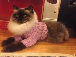 catpartyletsgo's tweet photo. A collection of animals in sweaters, for your holiday viewing pleasure #catsinsweaters #CatsOnTwitter #DogsofTwittter https://t.co/amouWMRU6E