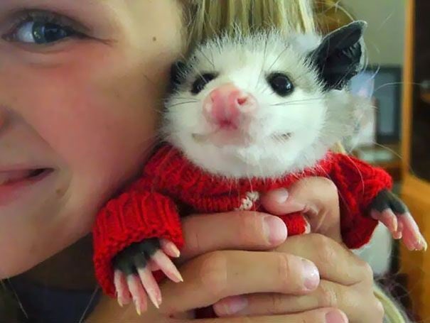 catpartyletsgo's tweet photo. A collection of animals in sweaters, for your holiday viewing pleasure #catsinsweaters #CatsOnTwitter #DogsofTwittter https://t.co/amouWMRU6E