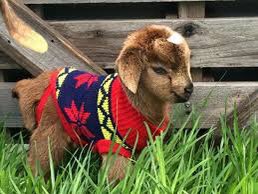 catpartyletsgo's tweet photo. A collection of animals in sweaters, for your holiday viewing pleasure #catsinsweaters #CatsOnTwitter #DogsofTwittter https://t.co/amouWMRU6E