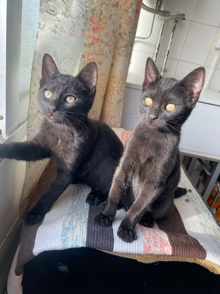 ZafiroProte's tweet photo. Boris y Milan, de tan sólo 4 meses, buscan un hogar definitivo en el que seguir creciendo 🌱 ¿Les ayudamos con un RT para que encuentren su futuro hogar? 💙

📍 Murcia 📍
✈️ Pueden viajar ✈️
🍃 DIFUSIÓN 🍃 https://t.co/u3DJ6593d1