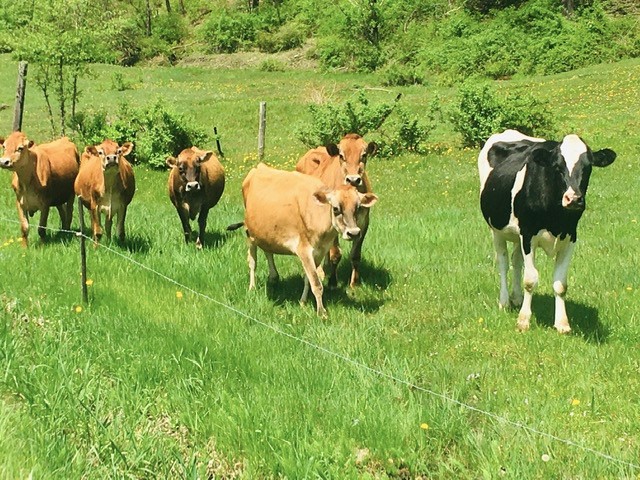 When you think of New England, what images come to mind? Herds of cows? Lobster boats? We talked to producers to find out whether they do (or don’t) capture value from tourism. #Mainelobsters #Vermontdairy Read the <a href="/JAFSCD/">JAFSCD</a> article for free: bit.ly/3YITWhM