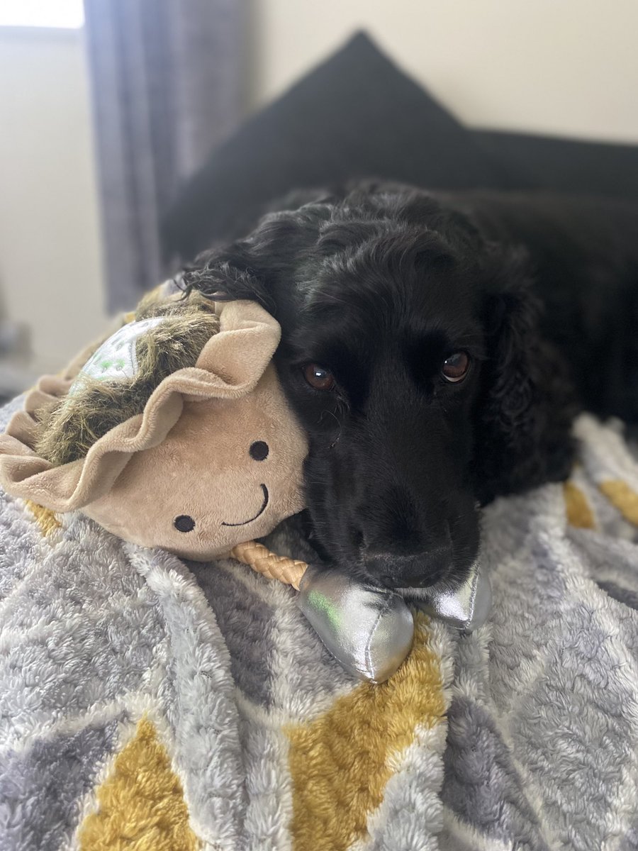 AnneLawler2's tweet photo. @TweeetsOfDogs Yes 🙌🏻 here’s my Milo https://t.co/uecBtL9SMc