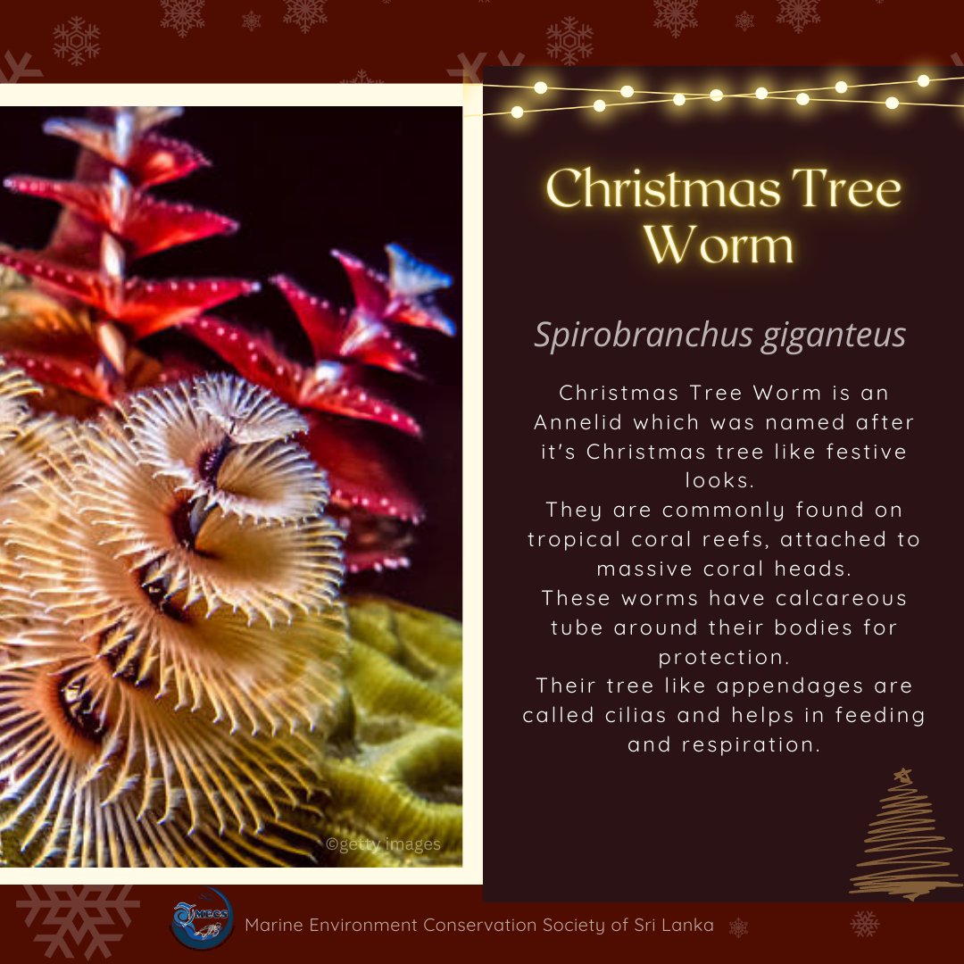 ✨🎄⛄💕🌊
Let's get to know of some Christmas themed Ocean creatures around the world.
🎅🏻✨🌨️❄️
Merry Christmas to all of you sweet souls who loves and protects the mother nature
#MerryChristmas 
#MECS
#Ocean #OceanConservation 
#SaveOceans