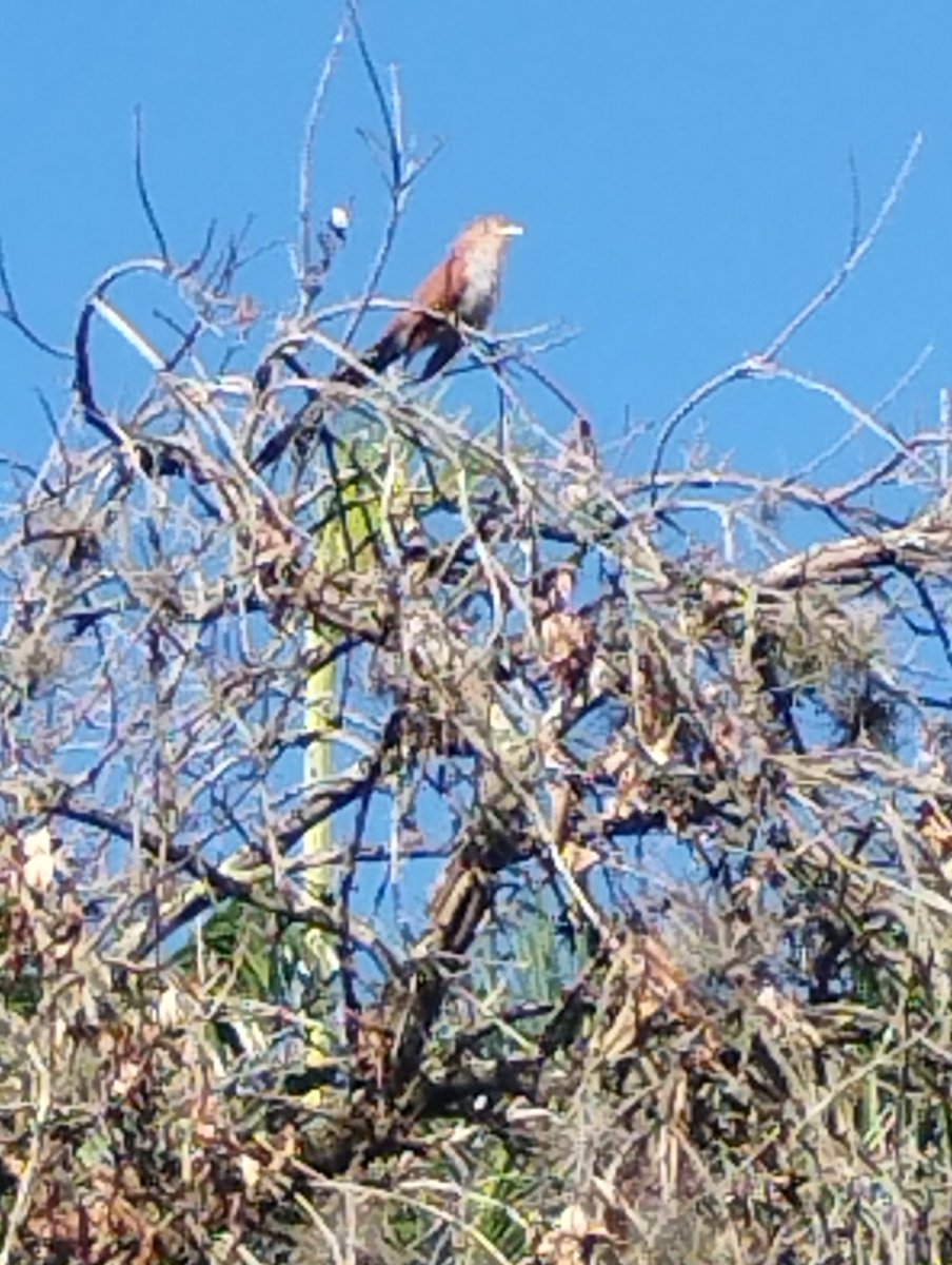 Alejandro Luy tweet media