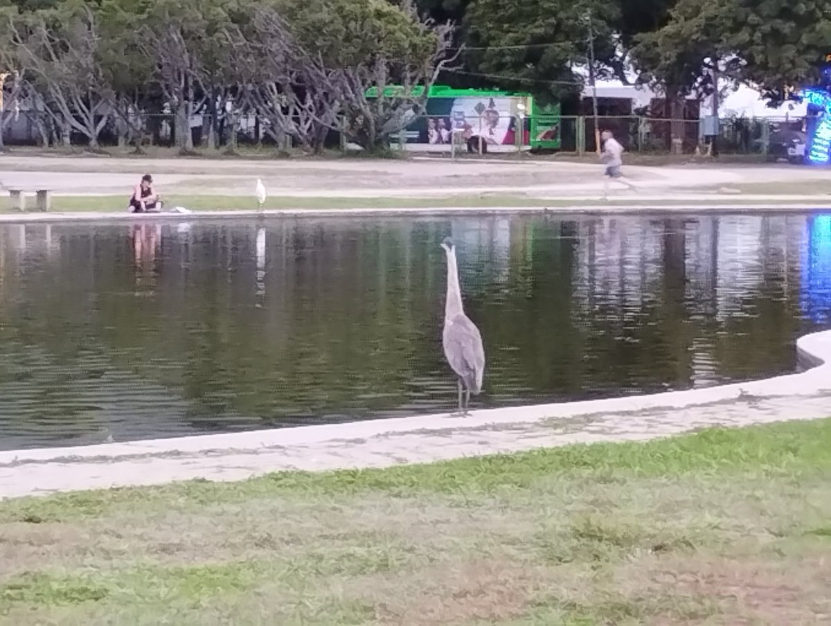 Alejandro Luy tweet media