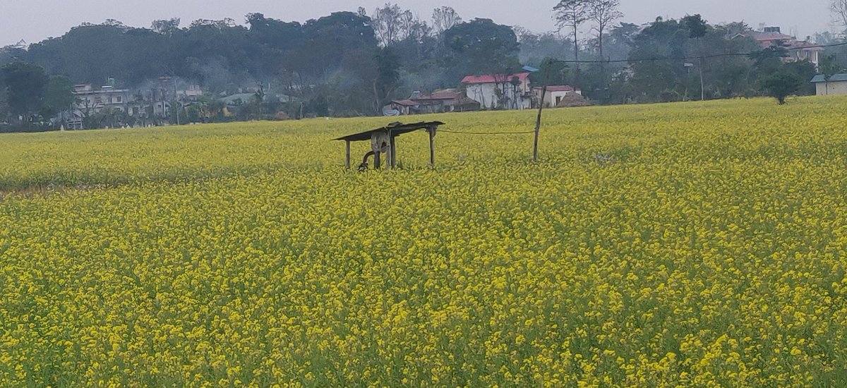 magar_binda's tweet photo. My beautiful country #Chitwan
Along with Tourism, Chitwan is famous for mustard production and mustard oil.
#PromoteLocalProduction
#EnablingPolicy
#Access2Market
#FairPrice
#RoleofLocalGovt https://t.co/z2AnYI8pZb