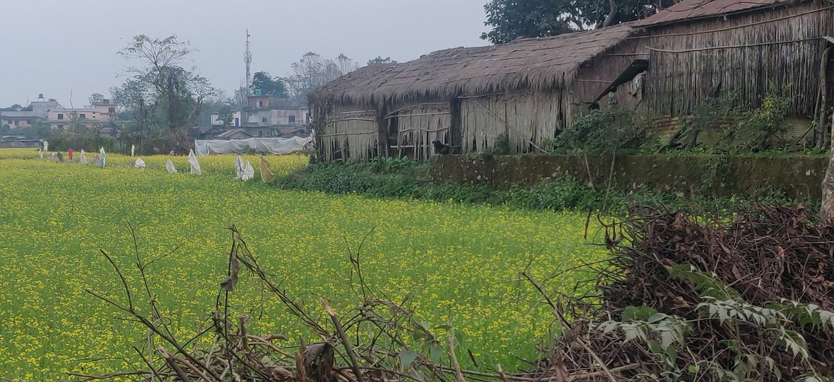 magar_binda's tweet photo. My beautiful country #Chitwan
Along with Tourism, Chitwan is famous for mustard production and mustard oil.
#PromoteLocalProduction
#EnablingPolicy
#Access2Market
#FairPrice
#RoleofLocalGovt https://t.co/z2AnYI8pZb
