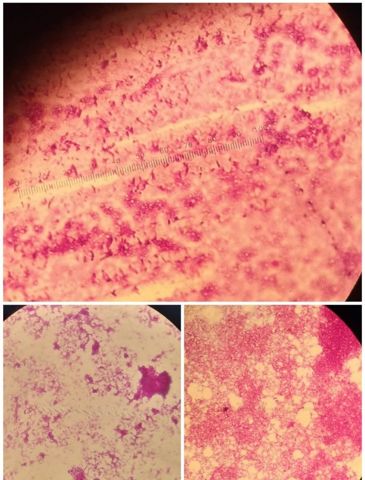 mma52330096's tweet photo. #science
#bio_got_talent https://t.co/NWYKW6j8Gd