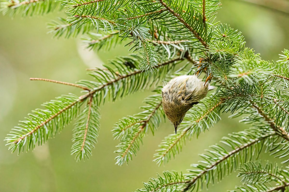 idnu_ch's tweet image. Wer erkennt diesen Turnkünstler?
#bioquiz #vogelrätsel