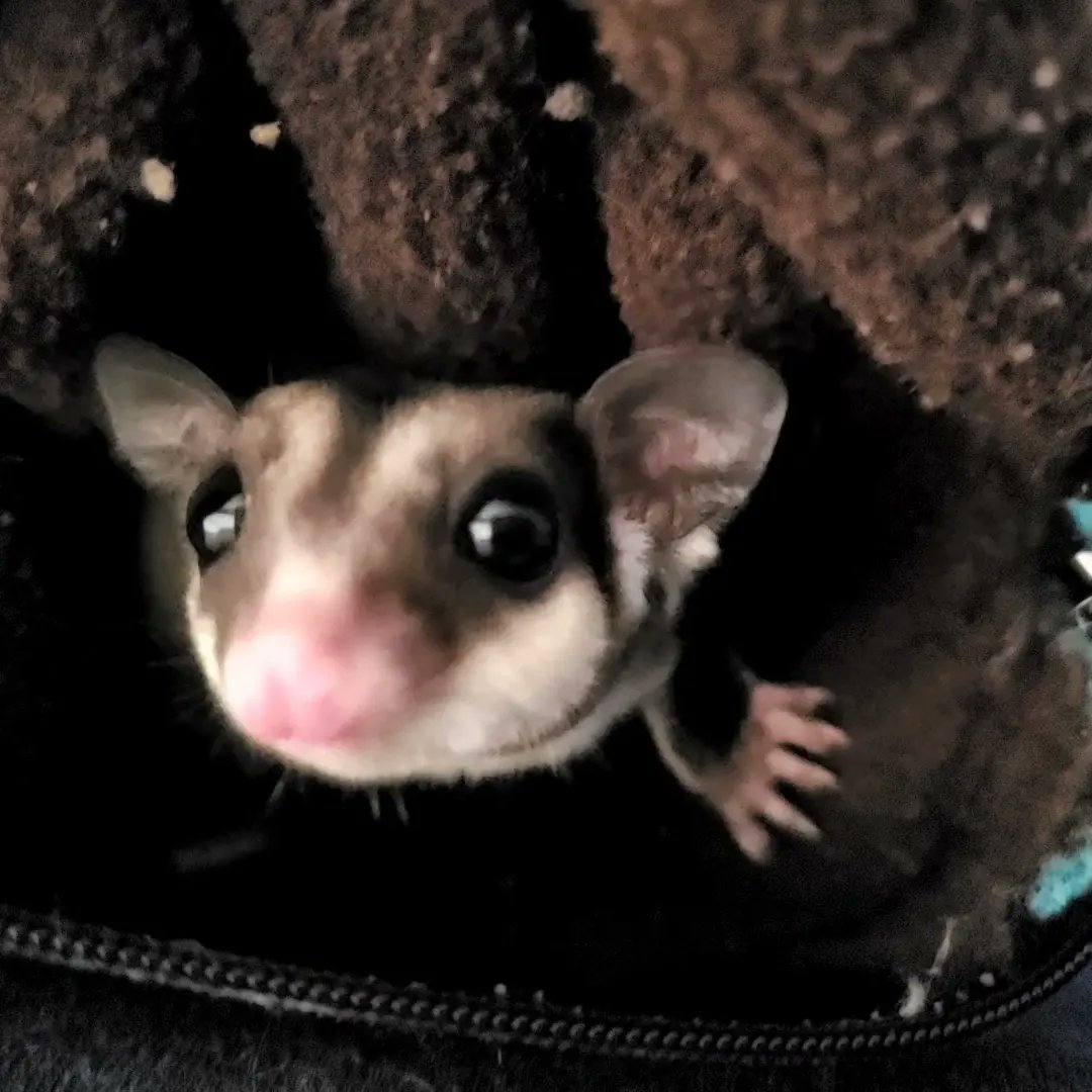 Rumovsky, sweet little BFBB boy. The BF marking is basically the opposite of the WF marking. Eyeliner is incomplete or missing but the eyeshadow is present and typically more pronounced than normal.

#sugargliders #sugarglider #sugargliderlover #フクロモモンガ