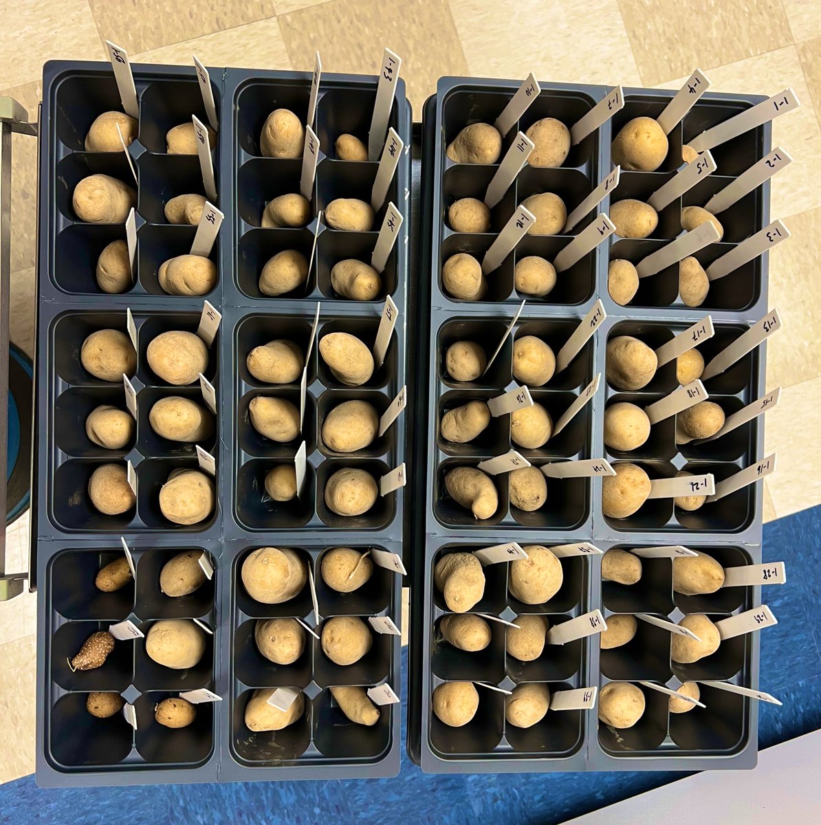 haploidgenomics's tweet photo. 2022 diploid F1 families to be assessed this year in the greenhouse is being readied for planting @SCRI2xPotato @UMainePotato https://t.co/jwOuAAT06W