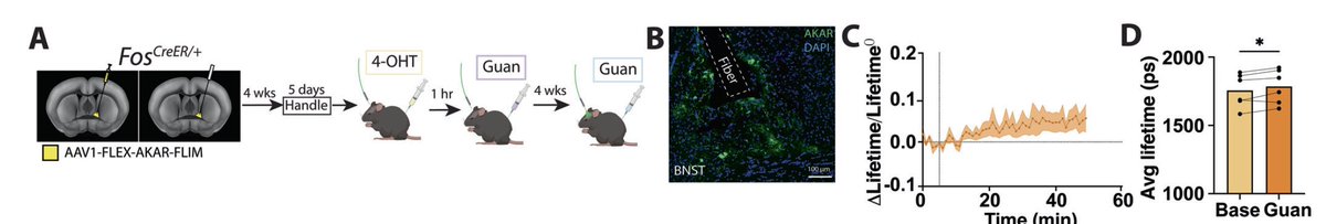 martinowk's tweet photo. As an editor I read lots of NPP papers, so might not be able to post just one, but I 💕 this paper led by @DocBrown_IRL using a pharmacogenetic strategy to isolate and study  a guanfacine-activated neuronal ensemble in BNST. You can check it out here: 
https://t.co/TjqU1sNgRa https://t.co/RSnWR8bncz