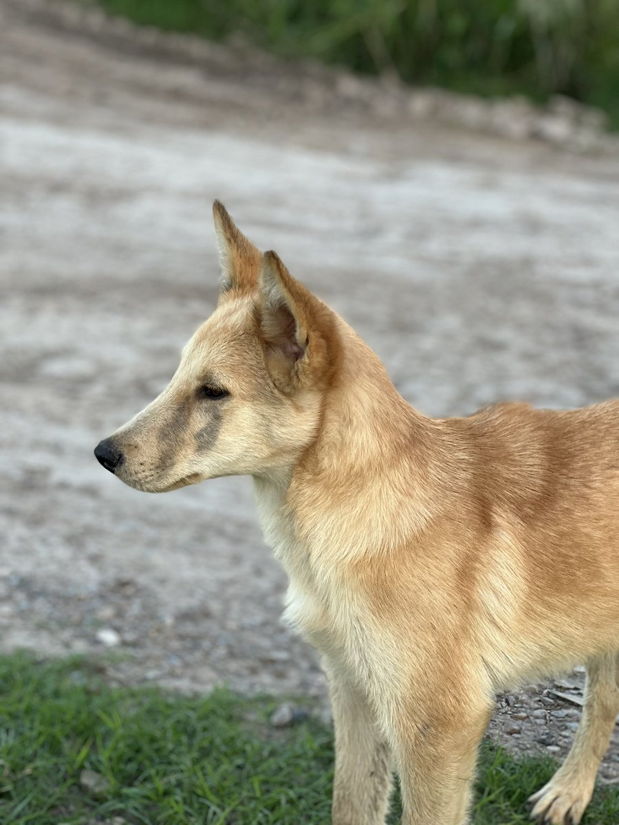 BillMelugin_'s tweet photo. Some news to make you smile today! The stray border dog our team has been taking care of the last 10 days was just picked up &amp; adopted by a family from Georgia! They’re naming him “Madden”, &amp; his chihuahua brother Pedro was also rescued from the border w/ help from @MattFinnFNC! https://t.co/jTsPtIEzgu