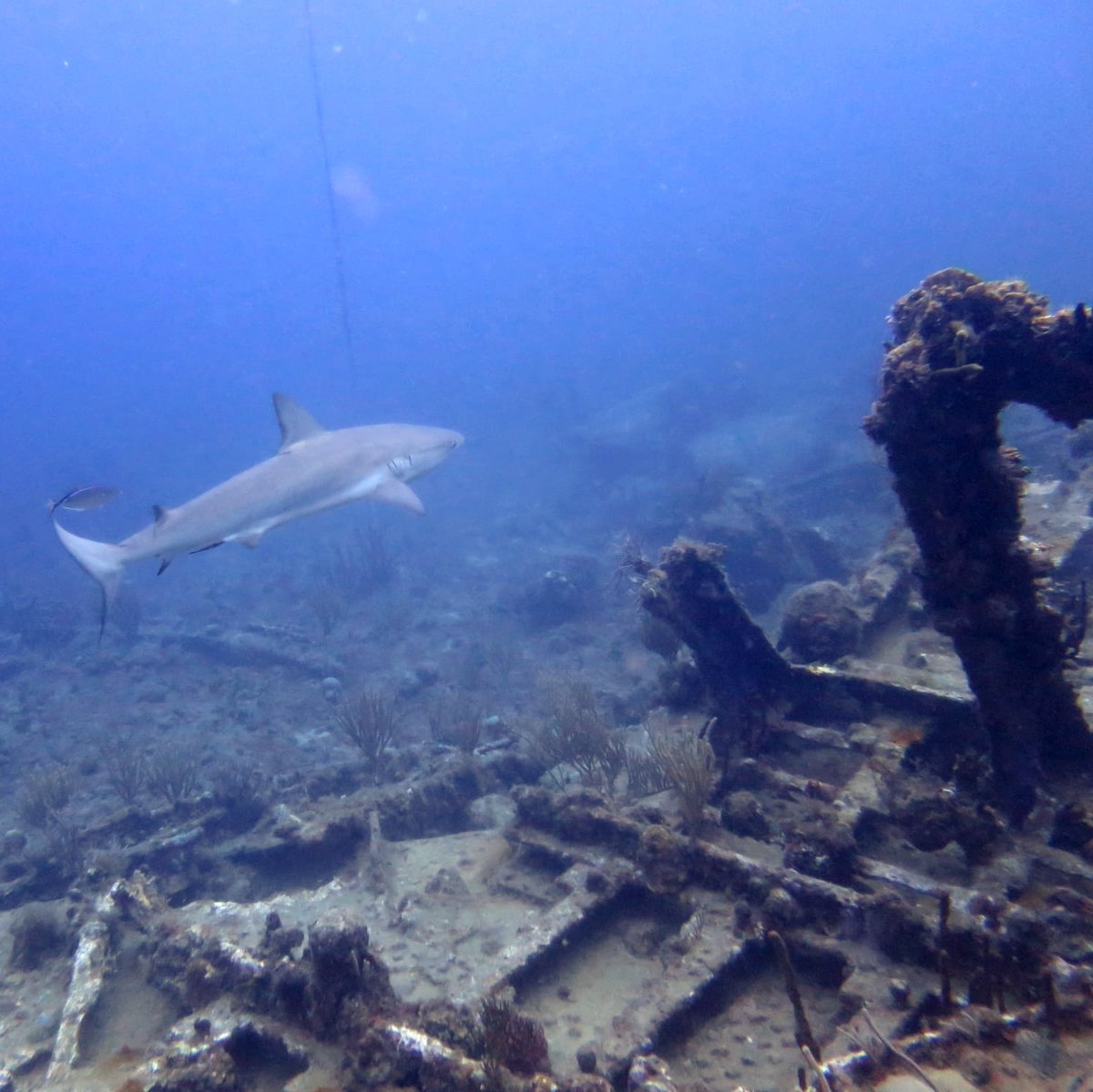 SeaTrek BVI tweet media