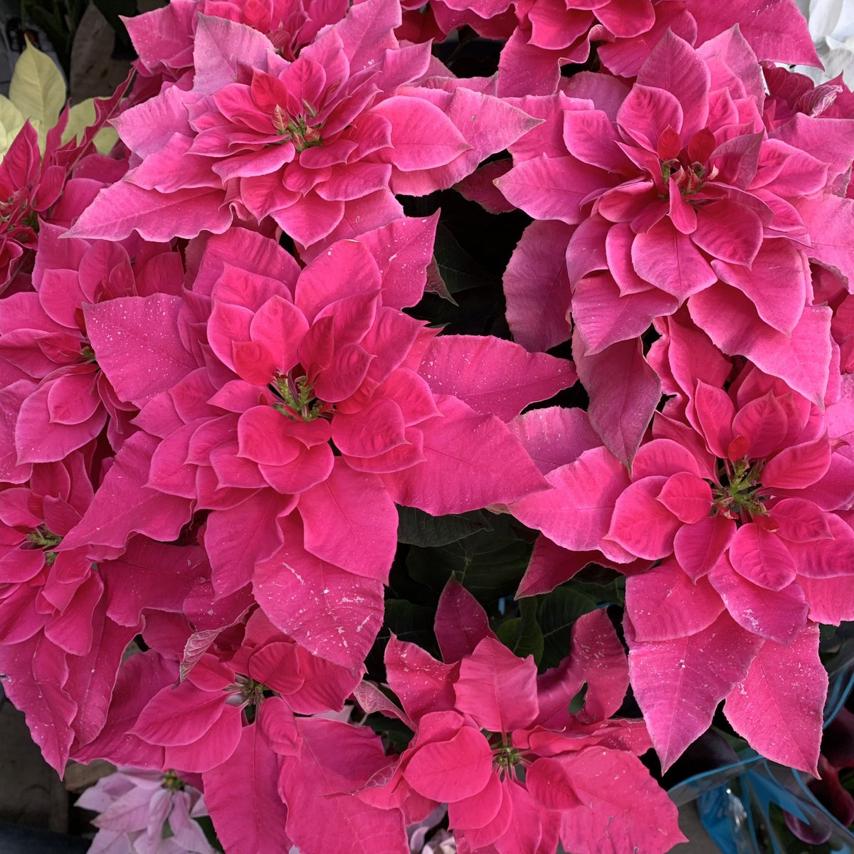 おはよう御座います(*´▽｀)ﾉﾉ 🌸🌸🌸花の便り🌸🌸🌸 ポインセチアはクリスマス🎄が、近くなると花屋に鉢物が出回ることからXmasフラワーとも呼ばれている