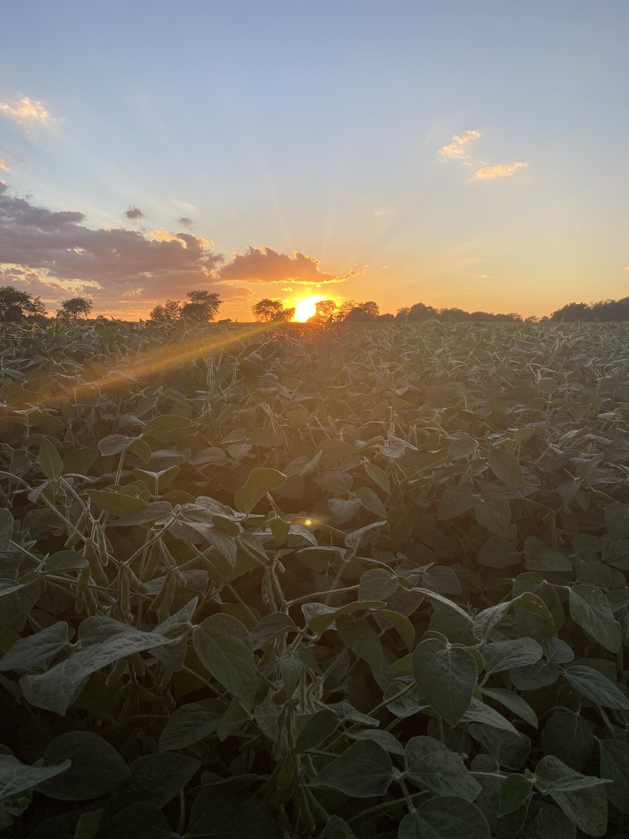 Nolan McLarty tweet media