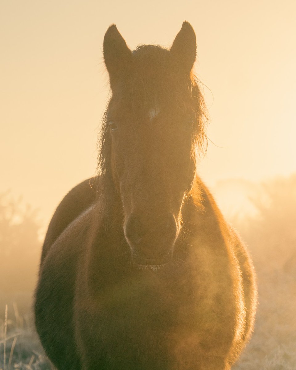 ☃️ Driving home for Christmas? 

🐴 Please remember to look out for livestock when driving this Christmas. 

🔔 All the animals belong to someone and any accident could lead to a very sad festive period. 

#realnewforest
#newforestcode
#newforestpony
#newforestlivestock