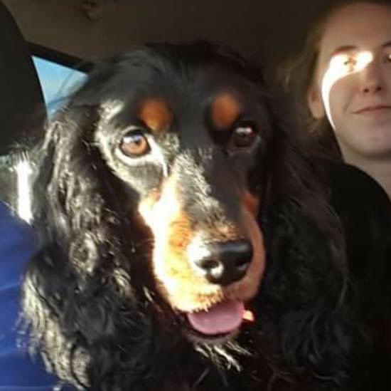 rosieDoc2's tweet photo. #helpfindLucky https://t.co/HTzM5rcYaE