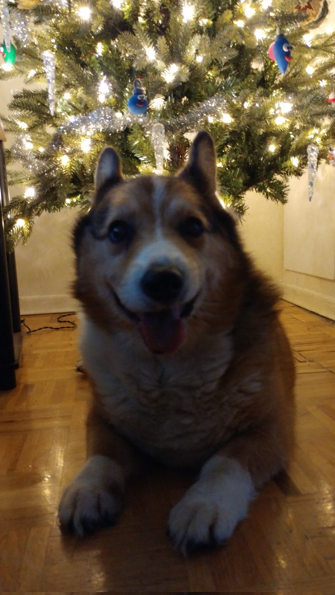 NickiMickeyB's tweet photo. @DespitePainBlog King Edward of King Edward's court, wishes you a Happy Christmas (aka a Kippy Kissmas) as well. He is keep watch for Santa Paws...shhhh🫣 he is currently InCorgnito. https://t.co/fCkocz2htn