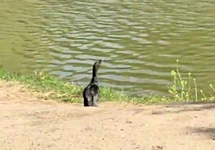 Hay un Pato Yeco desde ayer,  con un hilo de pescar enredado entre el cuello y la pata. La administracion del parque y nosotros contactamos al 
<a href="/sagchile/">SAG</a> pero no hemos tenido respuesta, hacemos un llamado por este medio, para que puedan acudir a ayudarlo.