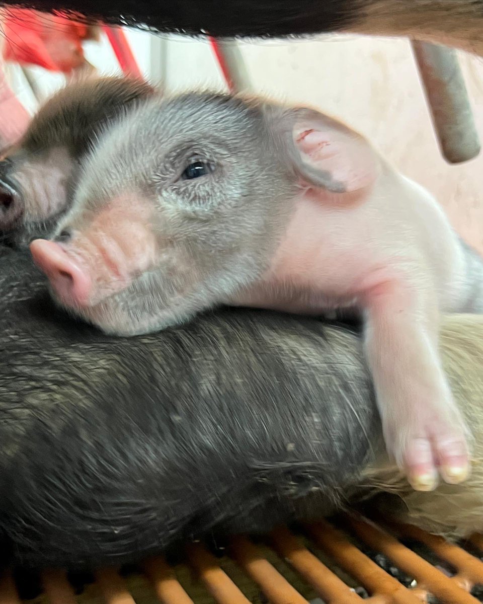 This is quite possibly my favorite day of the year 😍🙌🏼🐷👏🏻