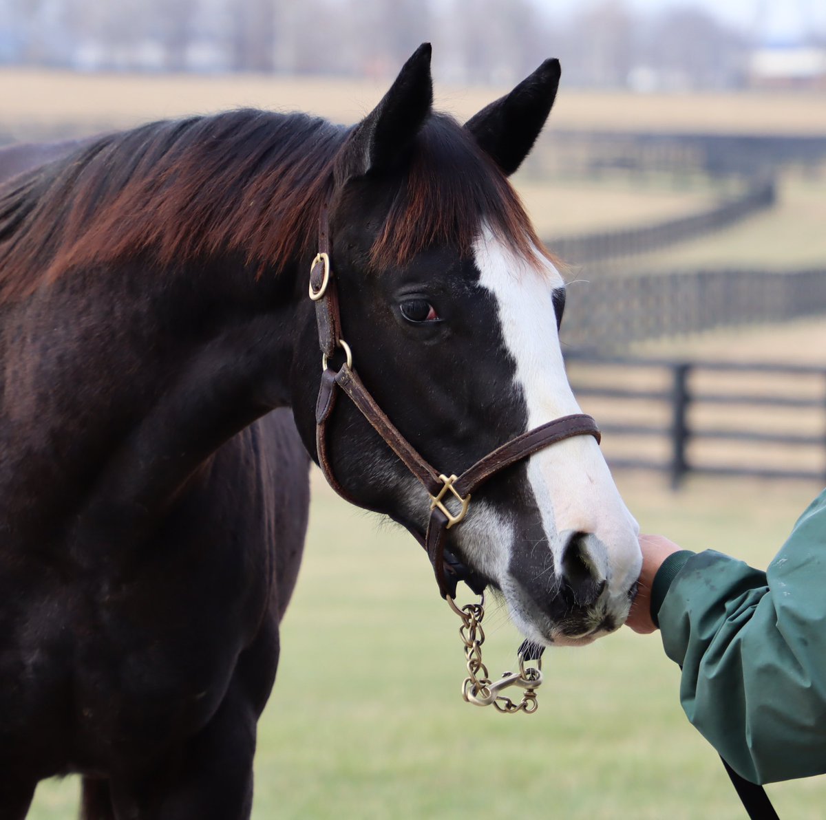 LanesEndFarms's tweet photo. Gorgeous weanling colt by G1 Winner HONOR A. P. #lestallions #honorap #thoroughbred https://t.co/WEJ5pnT30Y