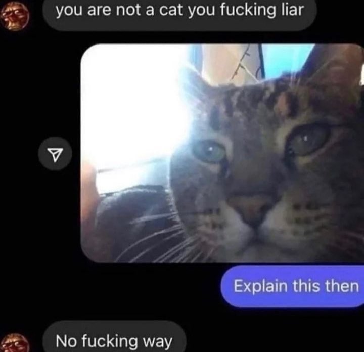 chaoticcatpics's tweet photo. https://t.co/pKVFDArfS2
