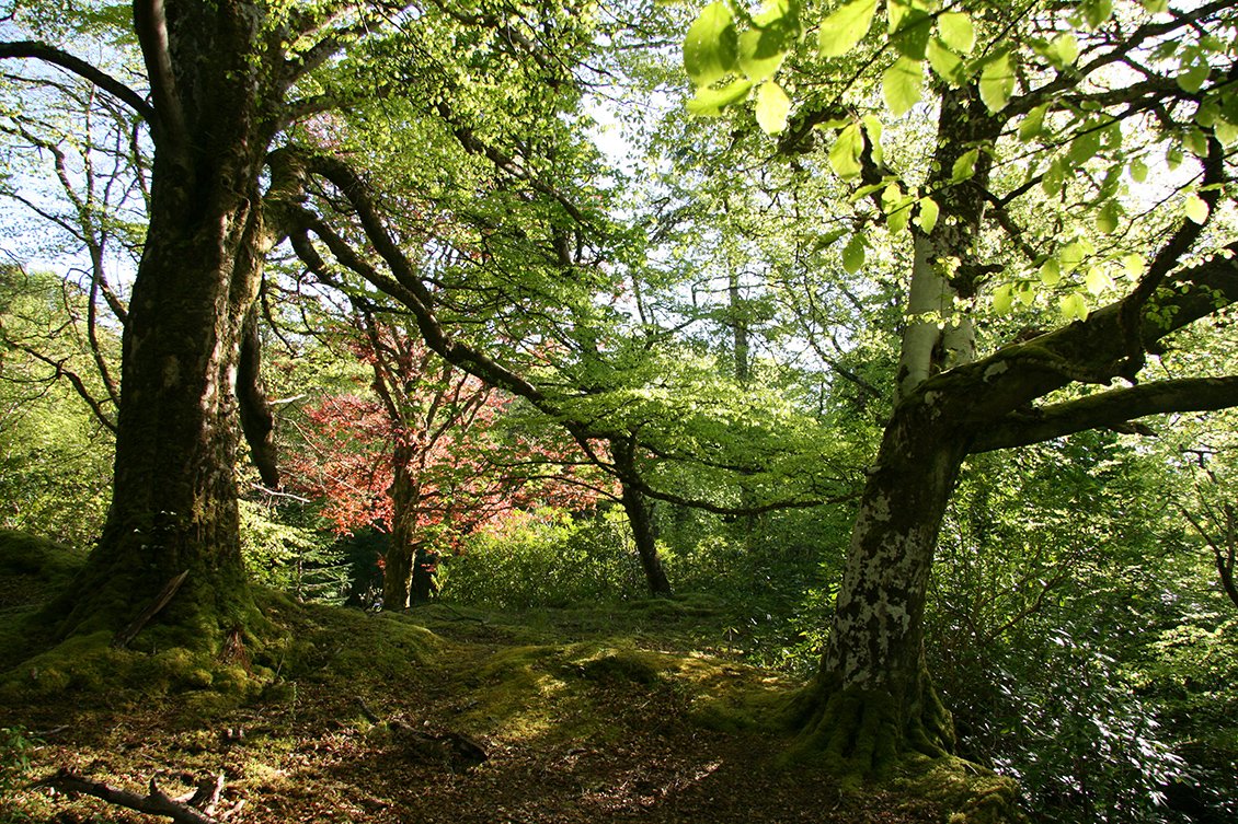 4 SLEEP NIGHTS to XMAS 🌟
Treat yourself or gift a ticket for RACE DUNVEGAN (25 March) or the SKYE HALF MARATHON (10 June). Buy a tree to be planted in the Skye Grove &amp; help re-wild  the Caledonian Forest. skye-events.co.uk 
dunvegancastle.com/sustainability…
#Skye #DunveganCastle