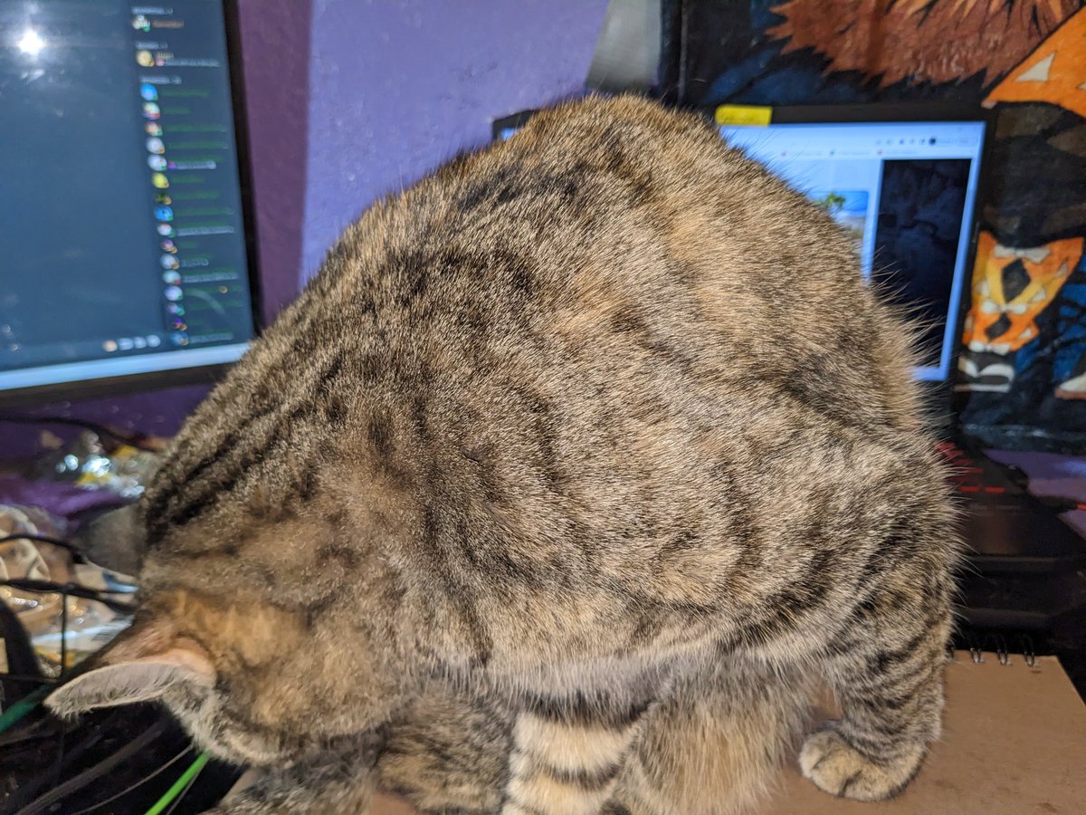 Cat blocking me