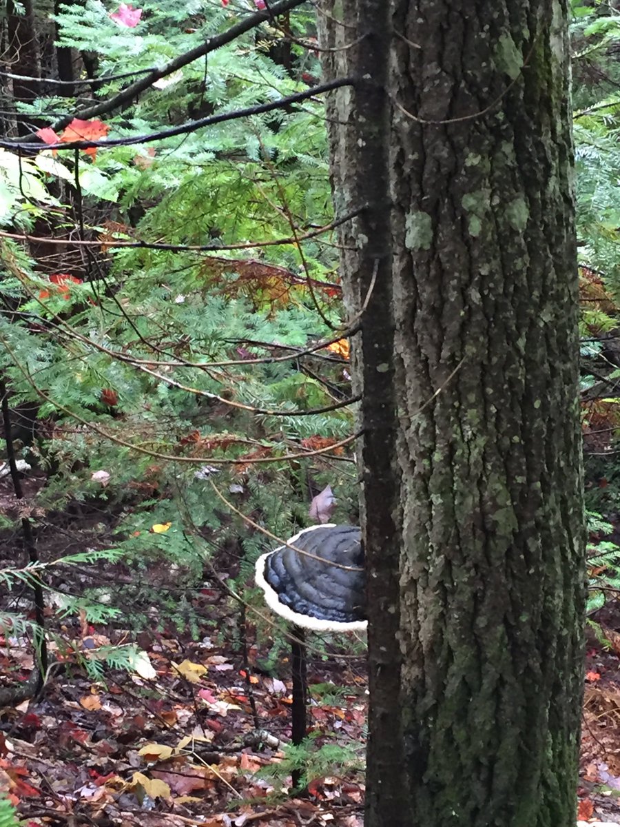 Trailwalker13's tweet photo. #DiscoDancingDecember My husband is lobbying for a walk. Iโm baking and we have 40 miles for December so far, but itโs 32 F. and weโre focusing on CONSISTENCY, so here we go!!๐ I found this picture from Sept. 2020๐ https://t.co/fRF0a4bOVe
