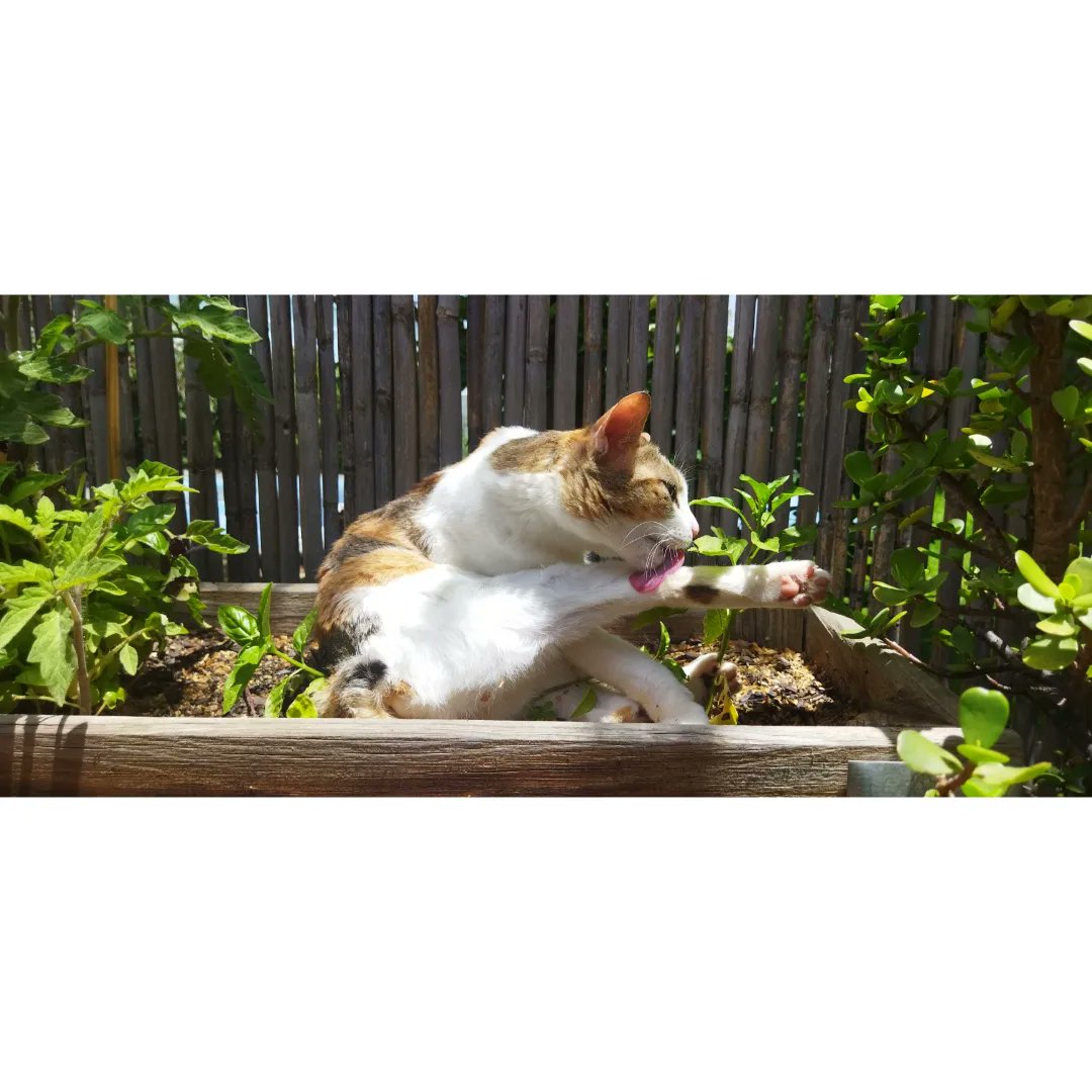 TheDaysIdeas's tweet photo. I saw my cat lounging on my planter. She looked too cute. What do you think? 😍🎨 
#artmoots #artistsontwitter #catlovers https://t.co/wKmJxr2Bq4