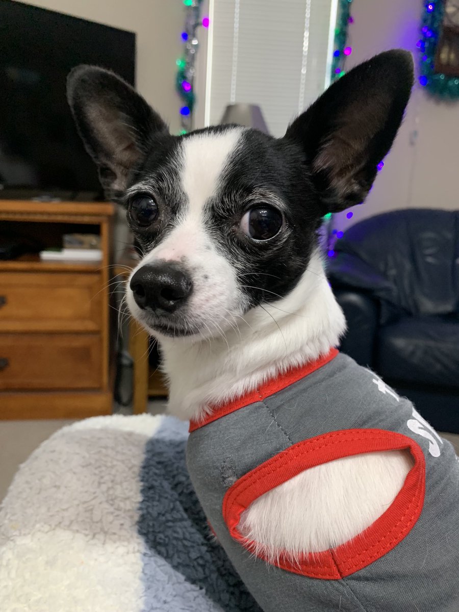 Puppymom91's tweet photo. I,Princess Di-Di am having a pawtabulous day! Mommy made my special pupcakes and she’s going to wrap up my Christmas preziez! I won’t peek! 💖🐕🐾👑🎀🌹🎄❤️🎅🏻🎁💚😍 #christmasiscoming #ilovesantapaws #princessdidi #tripawdrescuechihuahua #dogsoftwitter https://t.co/XWVb81I7Os