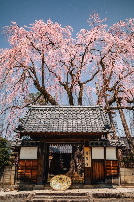 CGJCalgary's tweet photo. As we wind down the year, we are posting one winning photo from the 2022 #Japan #Photo #Contest every day.
Today’s photo is the Architecture Prize winner, Zosenji and Cherry Blossoms at Night, by Keiko Kawanami.
Check back again tomorrow for the next photo!
#art #photography https://t.co/7jPtTV2ksk