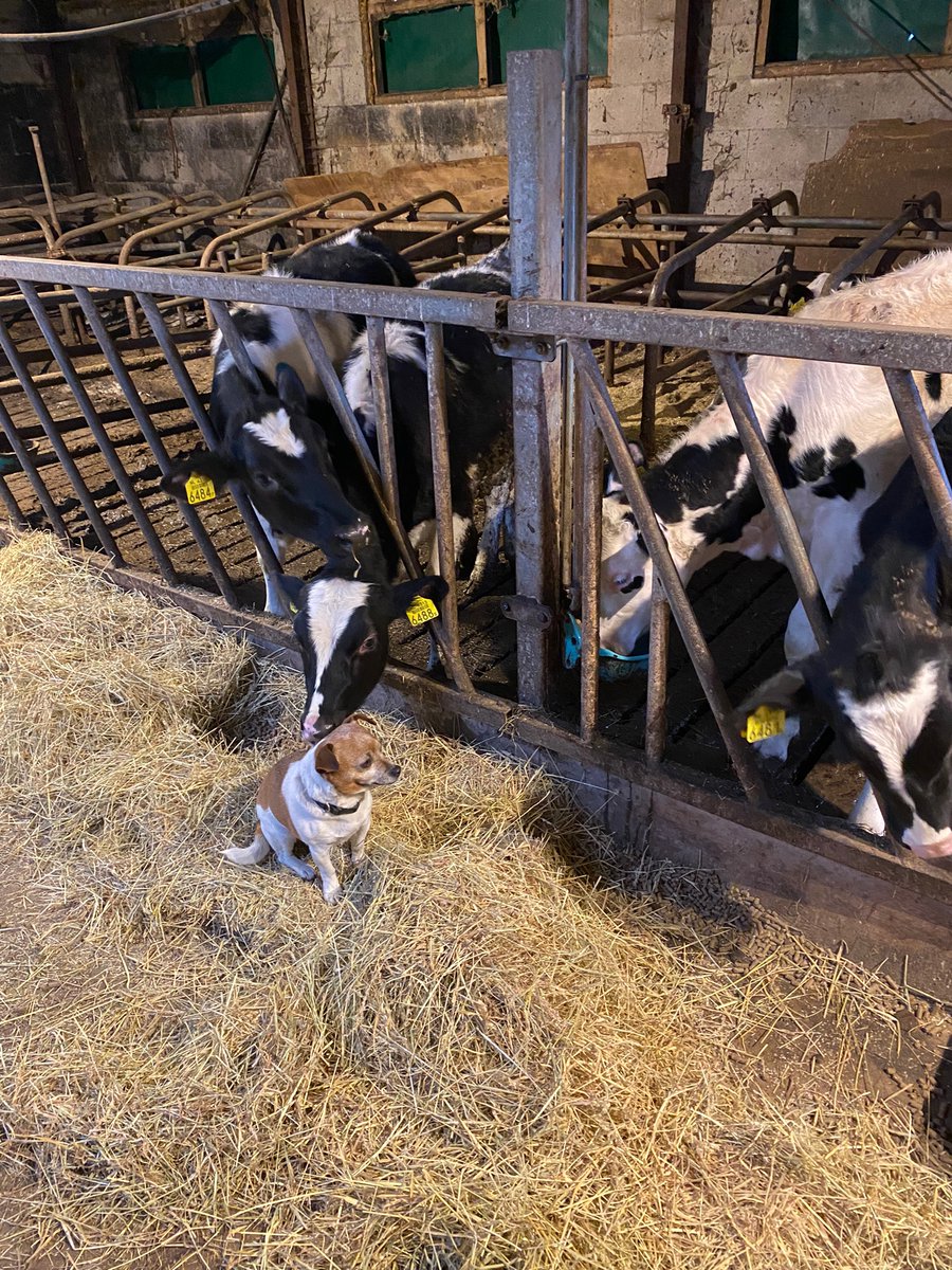 Vandaag was onze landbouwwoordvoerder <a href="/JuliettevGilse/">Juliëtte van Gilse</a> samen met lijsttrekker <a href="/andrevanschie/">André van Schie</a>  en kandidaat-Statenlid <a href="/RonnieHossain/">Ronnie Hossain</a> op bezoek bij melkveehouders om ze te bedanken en te luisteren waar deze hardwerkende ondernemers tegenaan lopen en wat we daar aan kunnen doen.