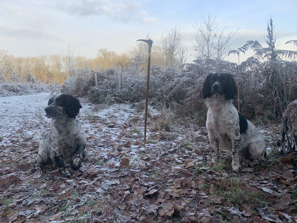 mark_rowbottom's tweet image. All set to be out with these two for next two days 🐾🐾