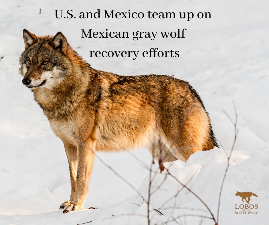 MexicanWolves's tweet photo. For over four decades, the U.S. and Mexican governments have worked to recover the population of endangered Mexican gray wolves. Much work remains to achieve long-term conservation: https://t.co/tZCoXhYWbO https://t.co/BmIP3rlQJs