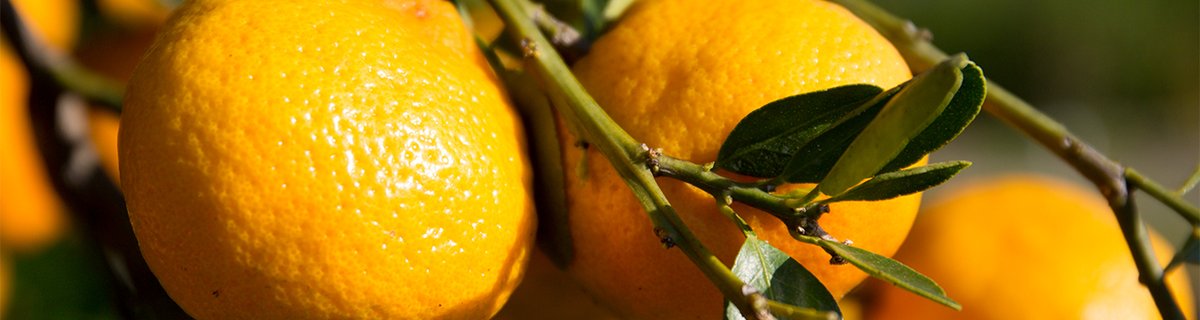 UF/IFAS Citrus REC tweet media