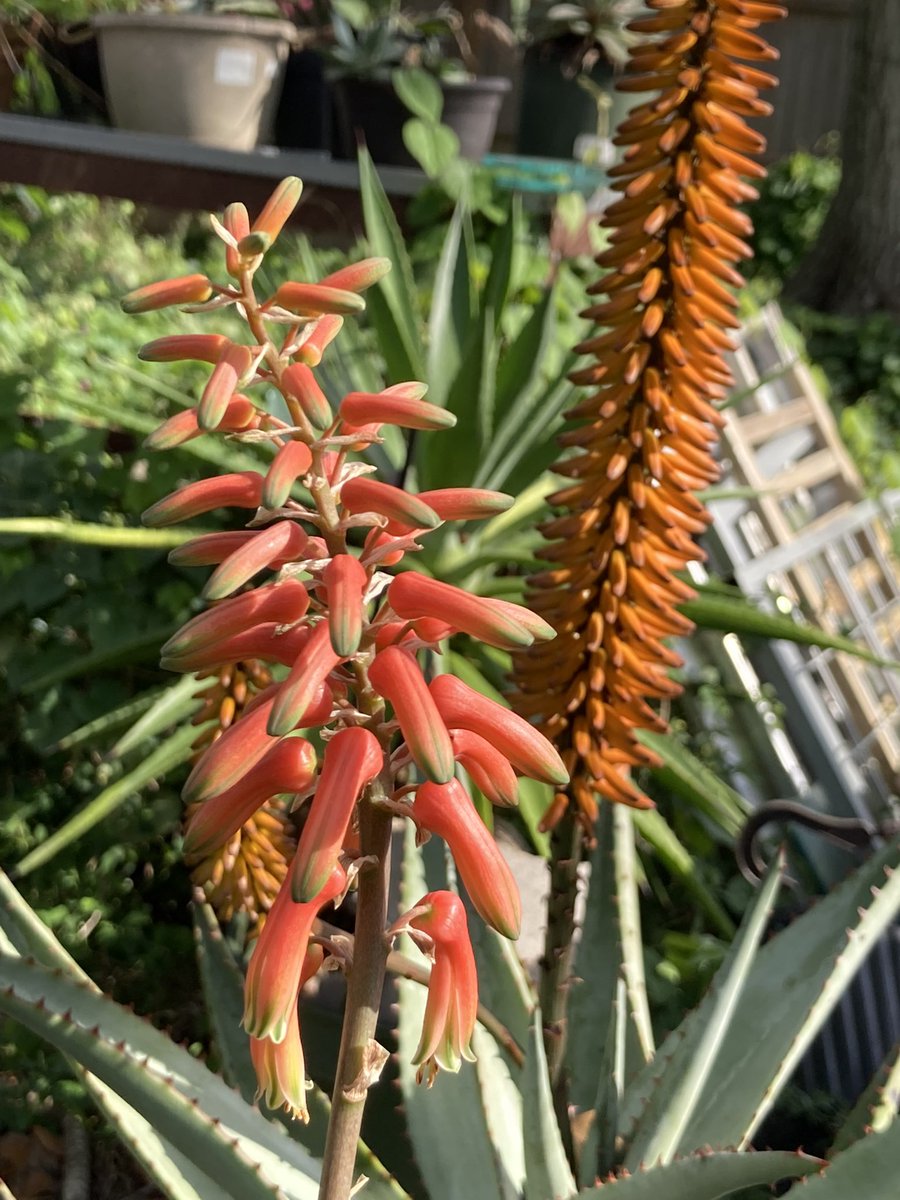 _djinnrickey's tweet photo. #aloe #aloeflower #aloeferox #aloehybrid #bluealoe #succulents #aloeisaloensis #plants #garden #gardening #texas #flowers https://t.co/IzSL2z9BoB